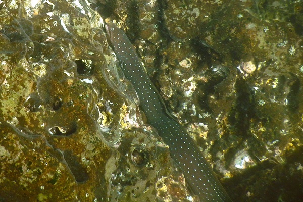  - Palenose Moray