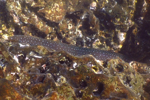  - Palenose Moray