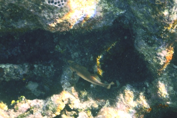 Drums - Reef Croaker