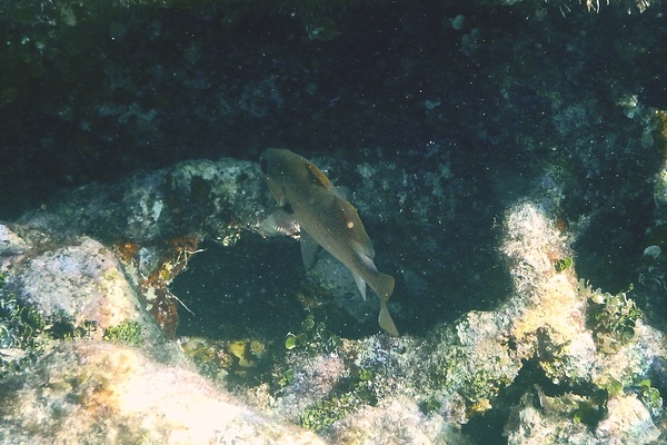 Drums - Reef Croaker