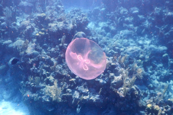 Jellyfish - Moon Jelly Jellyfish - Moon Jelly