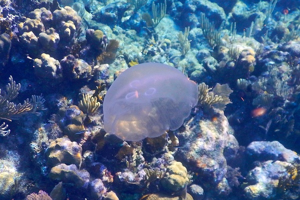 Jellyfish - Moon Jelly Jellyfish - Moon Jelly