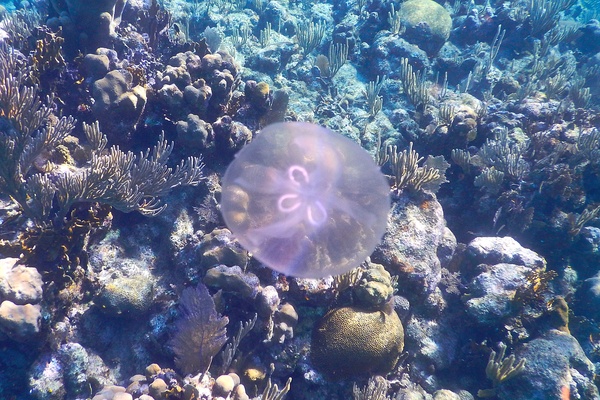 Jellyfish - Moon Jelly