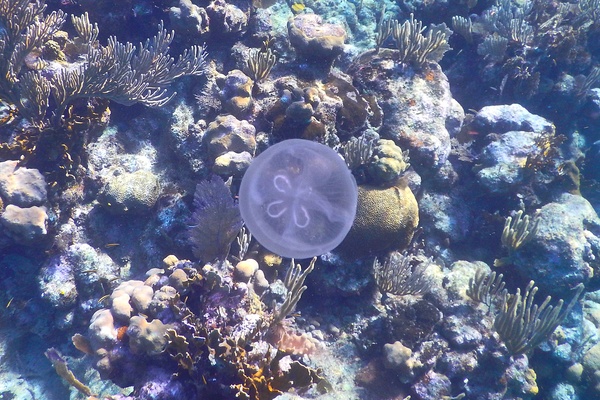 Jellyfish - Moon Jelly