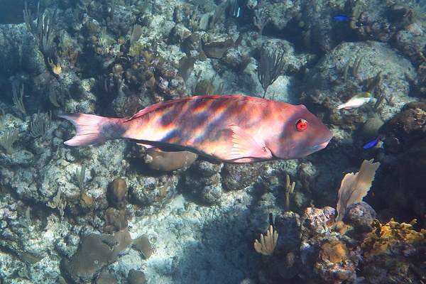 Parrotfish - Yellowtail Parrotfish