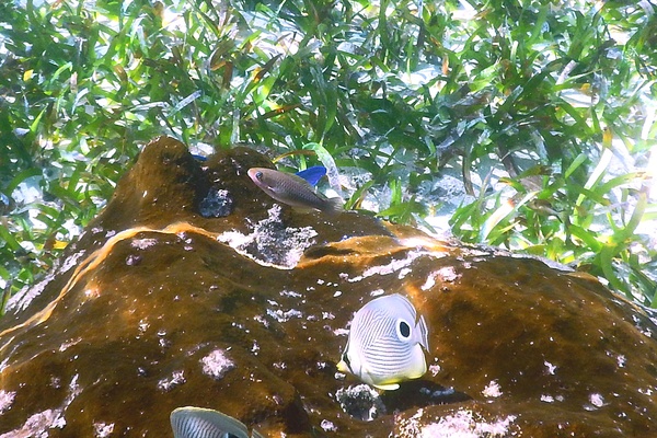 Butterflyfish - Foureye Butterflyfish