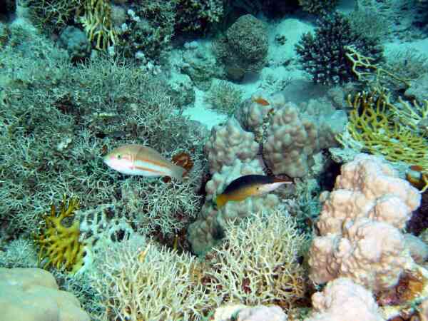 Wrasse - Bird Wrasse