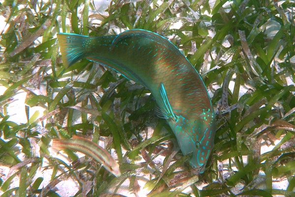 Wrasse - Puddingwife