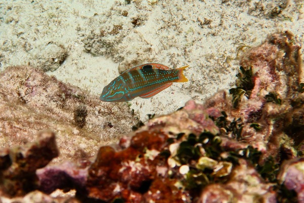 Wrasse - Puddingwife