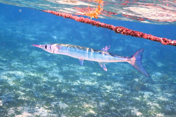 Needlefish - Flat Needlefish