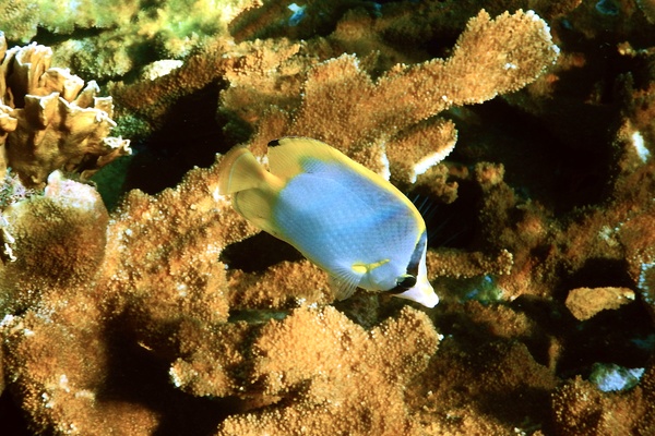 Butterflyfish - Spotfin Butterflyfish