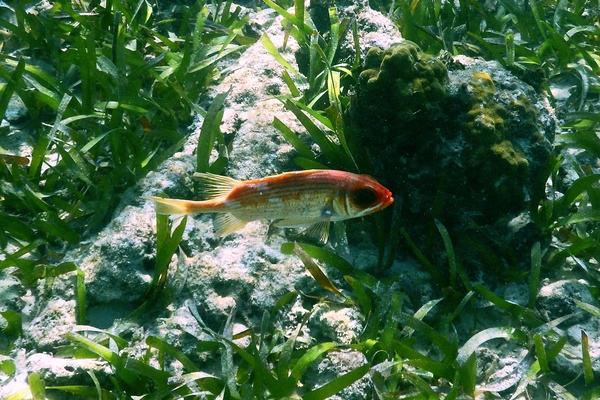 Squirrelfish - Squirrelfish