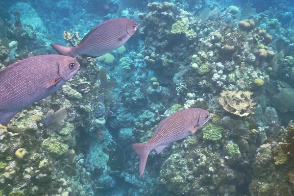 Rudderfishes - Highfin Rudderfish