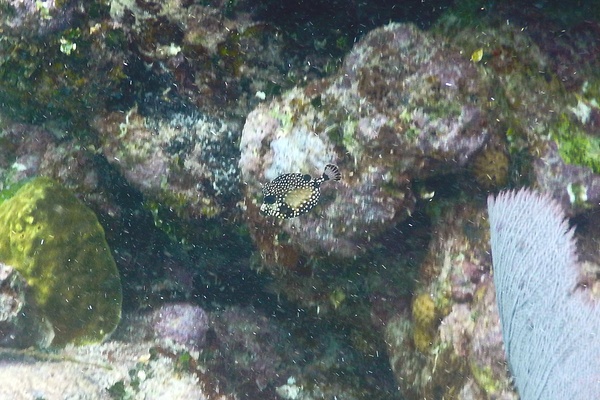 Trunkfish - Smooth Trunkfish