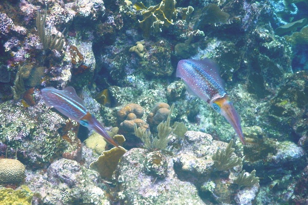 Squid - Caribbean Reef Squid