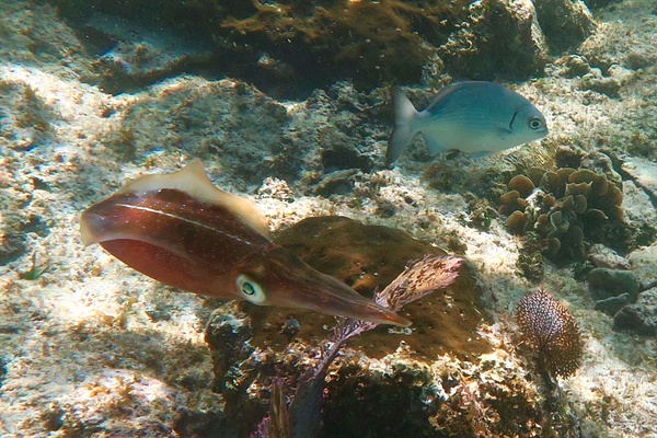 Squid - Caribbean Reef Squid