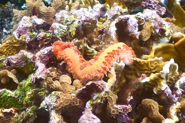 Bristleworm - Bearded Fireworm