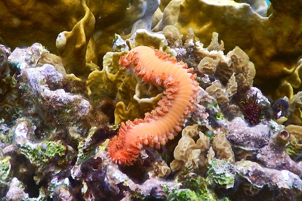 Bristleworm - Bearded Fireworm