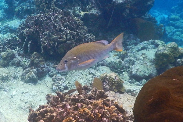 Snappers - Dog Snapper