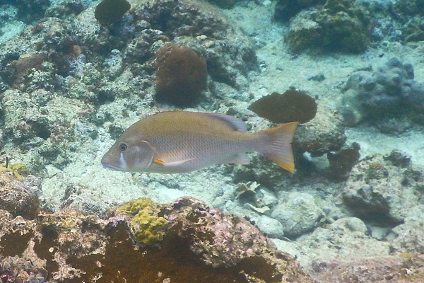 Snappers - Dog Snapper