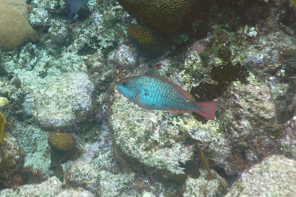Parrotfish - Redband Parrotfish Parrotfish - Redband Parrotfish