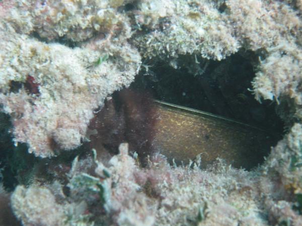 Moray - Purplemouth Moray Moray - Purplemouth Moray