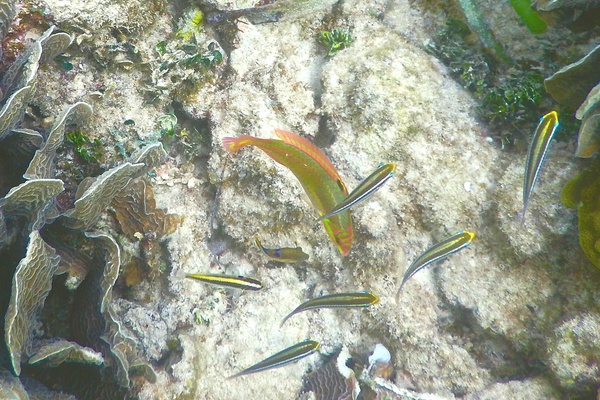 Wrasse - Clown Wrasse