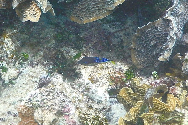 Pufferfish - Sharpnose Puffer Pufferfish - Sharpnose Puffer
