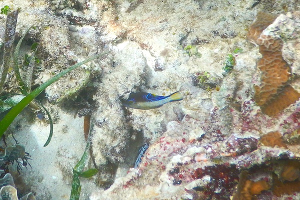Pufferfish - Sharpnose Puffer Pufferfish - Sharpnose Puffer