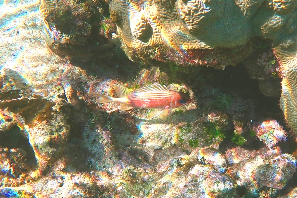 Squirrelfish - Longspine Squirrelfish Squirrelfish - Longspine Squirrelfish