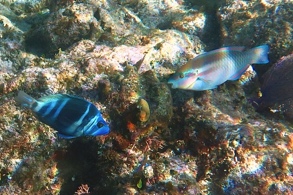 Parrotfish - Striped Parrotfish