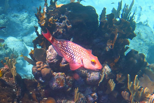 Parrotfish - Stoplight Parrotfish Parrotfish - Stoplight Parrotfish