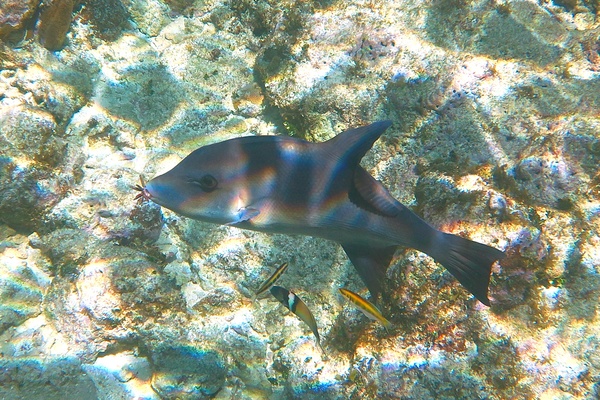 Triggerfish - Ocean Triggerfish