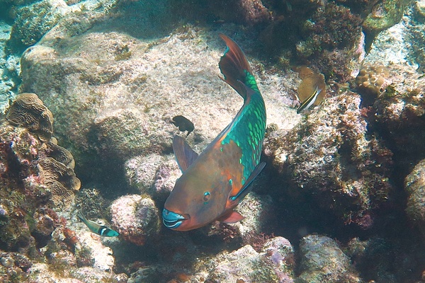 Parrotfish - Rainbow Parrotfish