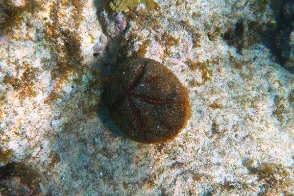 Sea Urchins - Red Heart Urchin