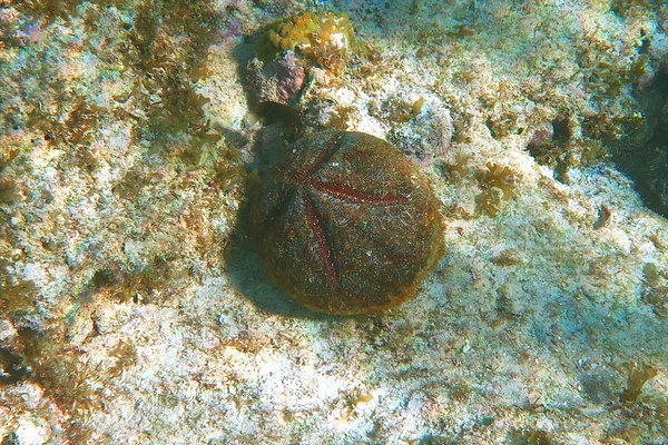 Sea Urchins - Red Heart Urchin