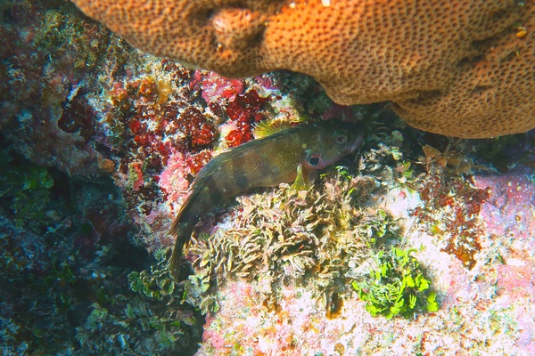 Blennies - Hairy Blenny