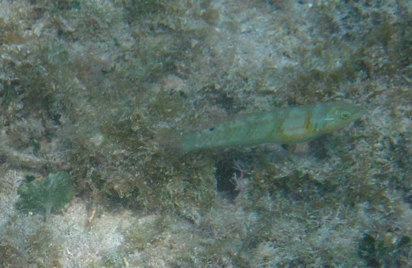 Blackear Wrasse - Halichoeres poeyi