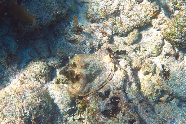 Sea Snails - Milk Conch