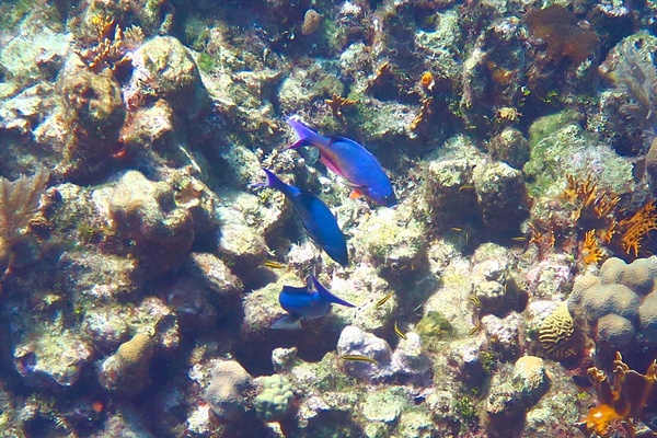 Wrasse - Creole Wrasse