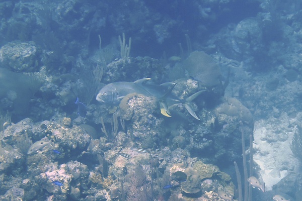 Jacks - Crevalle Jack