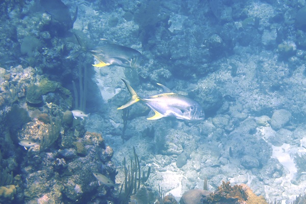 Jacks - Crevalle Jack