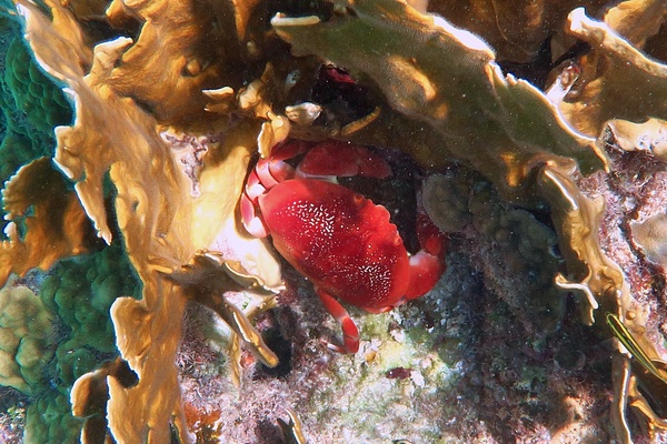 True Crabs - Batwing Coral Crab