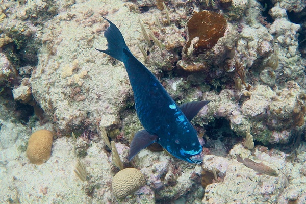Parrotfish - Midnight parrotfish Parrotfish - Midnight parrotfish