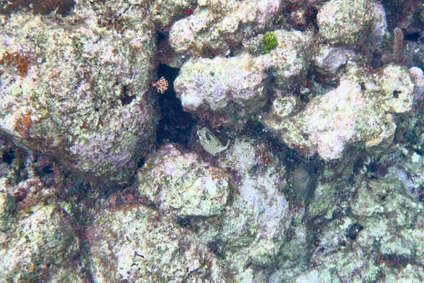 Trunkfish - Spotted Trunkfish Trunkfish - Spotted Trunkfish