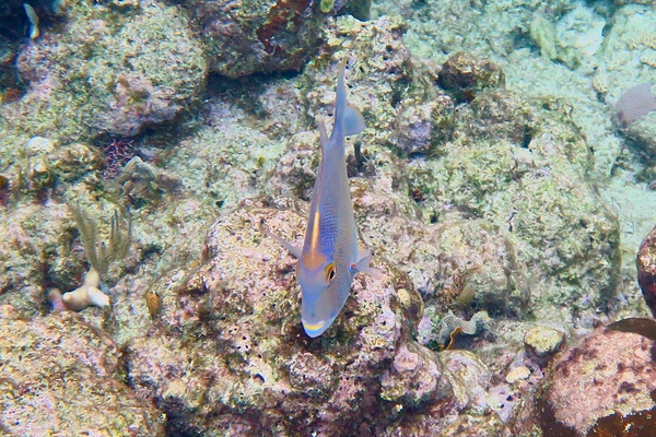 Porgies - Knobbed Porgy