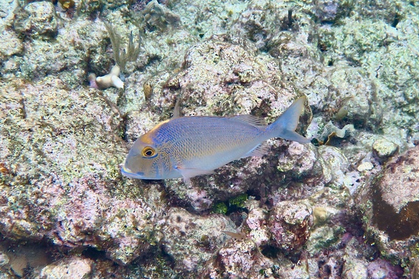 Porgies - Knobbed Porgy Porgies - Knobbed Porgy