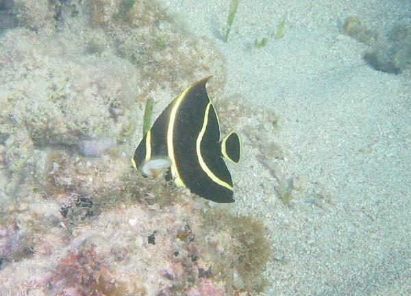 Angelfish - French Angelfish