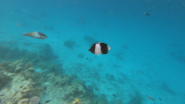Butterflyfish - Brown-and-white Butterflyfish
