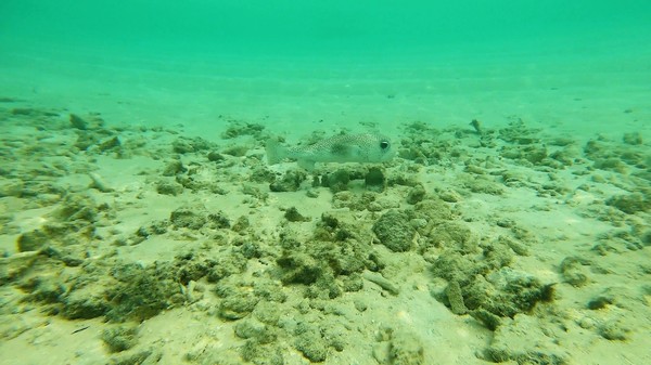 Porcupinefish - Porcupinefish